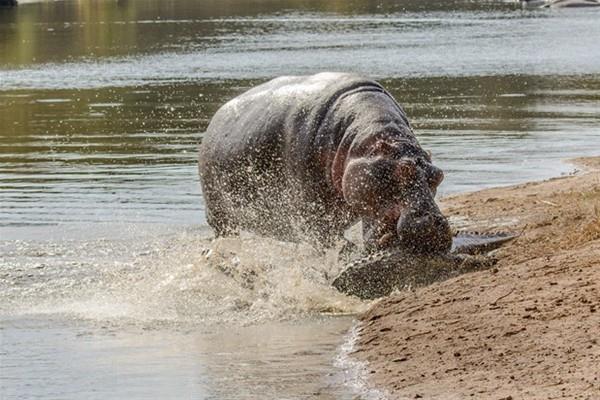 Pusuda bekleyen timsah fark eden anne, timsahtan nce davrand ve annelik gdleriyle dmanna saldrd.