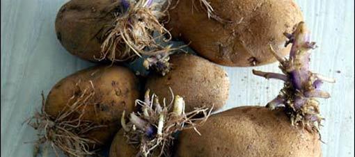 Patateslerinizi bulundurduunuz yere koyacanz bir adet elma onlarn imlenmesini salayan gaza engel olduundan bunun nne geecektir.