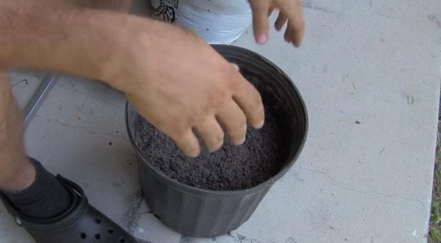 artc ekilde yeni domateslerin filizlendiini greceksiniz.