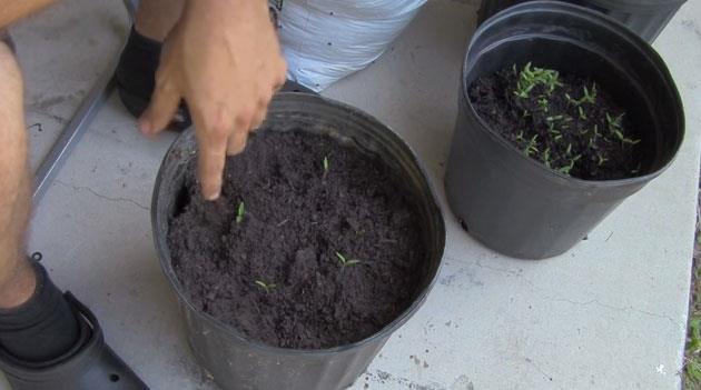 te yeni domates elde etmek bu kadar kolay!