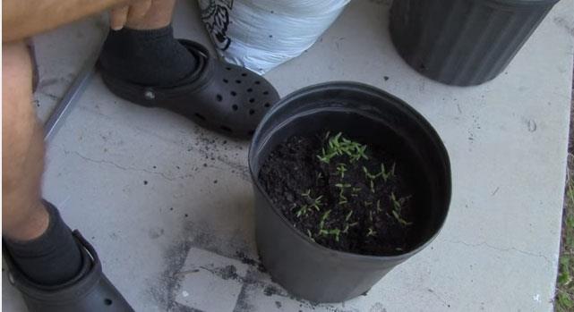 En byklerini skp baka bir saksya tayabilirsiniz.