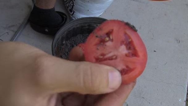 Bozulmak zere olan domatesleri kullanarak yeni domatesler elde edebilirsiniz. Hem de haftalar iinde.