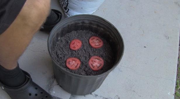 lk olarak domatesleri dilimleyin. Dilimleri, saksnn ierisine yzeysel ekilde koyun.