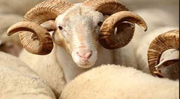 KURBAN BAYRAMI (AREFE): 31 Austos 2017 - Perembe