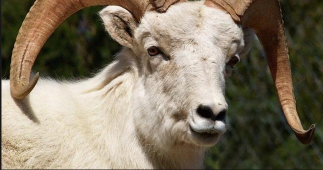 KURBAN BAYRAMI 2. GN: 2 EYLL 2017 - Cumartesi