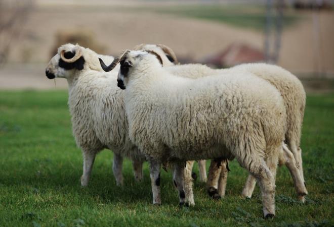 KURBAN BAYRAMI 3. GN: 3 EYLL 2017 - Pazar