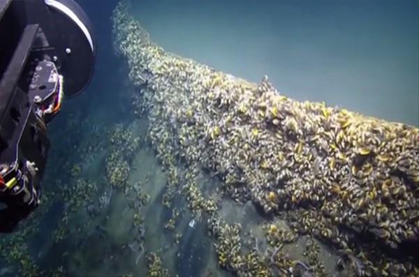 Canllarn bu adaptasyon yeteneinin, canllar iin zor koullara sahip gezegenlerde de olabileceini, bu yzden bu blgenin dnya d yaamla ilgili bir ok soruya cevap verebileceini belirtiyor.