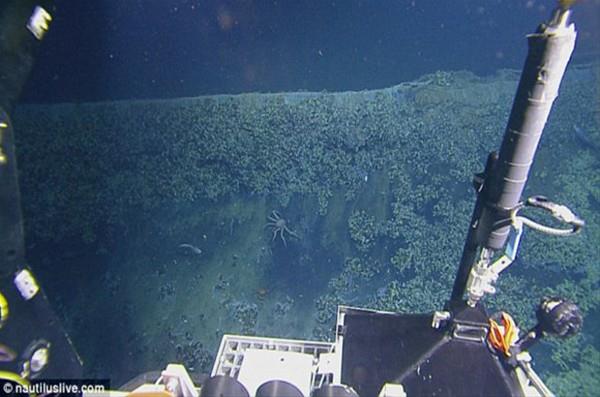 Cordes'e gre, bu havuzda yaayan mikrobiyal yaam, yksek tuzluluk oran ve dk oksijene adapte olarak hayatta kalmay baarm.