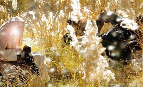 lkemizde kendilerine Molla Kasm gibi grp dini konularda ahkam kesen ve btn dini dalm ksr dncesiyle kontrol altna almaya alan bir bak ie kapank, deerlerini savunamayan bir zihniyeti hortlatr.