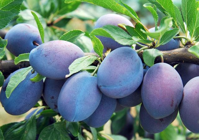 Mrdm erii bbrek hastalklarna kar savar  <br>  Vcutta demir emilimine yardmc olan mrdm erii, A-B-C vitaminleri asndan olduka zengindir. Bbrek bata olmak zere, kalp ve kolesterol hastalklarna da iyi gelir. Metabolizmay hzlandrr ve iyi bir antioksidandr.