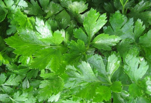 Su dengesi iin maydanoz nemli    C vitamini etkisi yksek olan maydanoz, ierdii vitamin ve mineraller ile bbrekleri temizleme ve almasna destek olma konusunda birebirdir. zellikle bbrek hastalklarnda su durumu ve dengelenmesinde vcuda yardmc olur. Maydanoz her sabah kahvaltsnda i olarak tketildiinde demir emilimi ve depolarn doldurulmasnda yardmc olur. Maydanozun enerji verici ve lif etkisi yksektir. reme sistemi ve merkezi sinir sistemi zerinde olumlu etkileri mevcuttur.