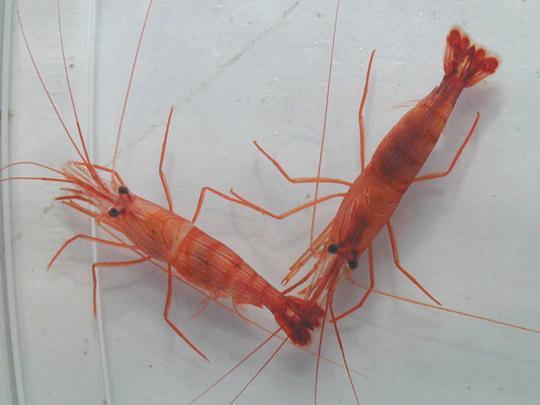 Karidesin kalbi kafasnn iindedir!