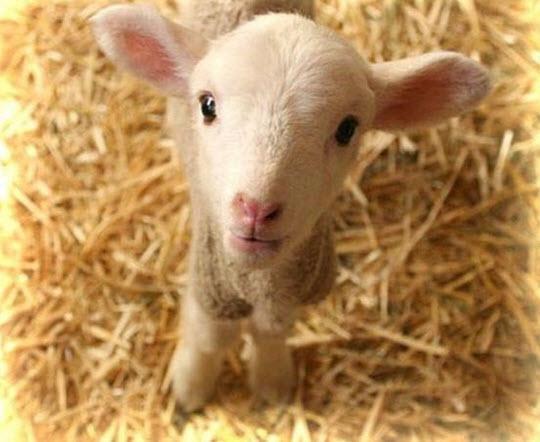 Yeni Zelanda'da 4 milyon insan, 70 milyon koyunla birlikte yayor!