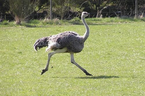 Devekularnn topraa kafasn soktuu bilinir; ancak 80 yl kapsayan 200 bin kadar devekuu arasnda yaplan aratrmada bir devekuunun dahi bunu yapt grlmemitir.