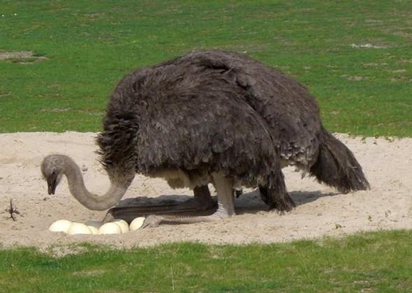 Aslnda yumurtalarn gmmek iin topra kazarlar. Yumurtalar sk sk kontrol ettikleri iin kafalar hep aadadr.