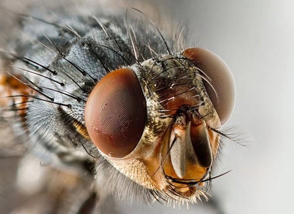 Karasineklerin mr 24 saattir.