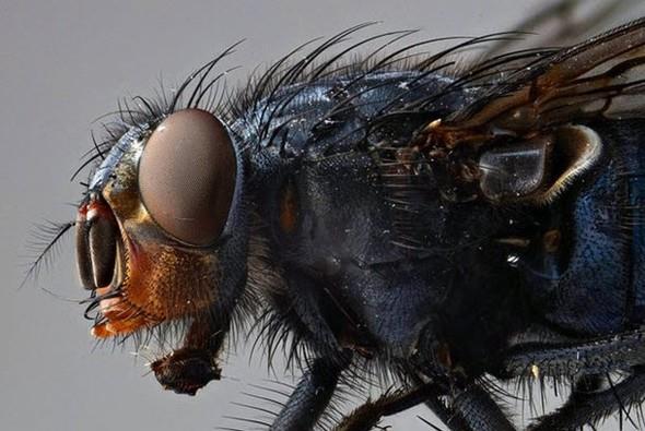 Karasineklerin mr yaklak 1 aydr.