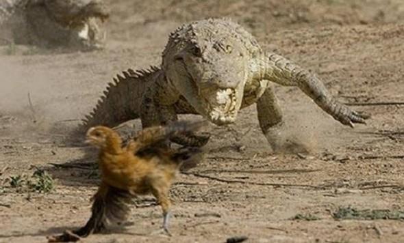 Ortalama bir timsahn karadaki maksimum hz saatte 15 km civarndadr.