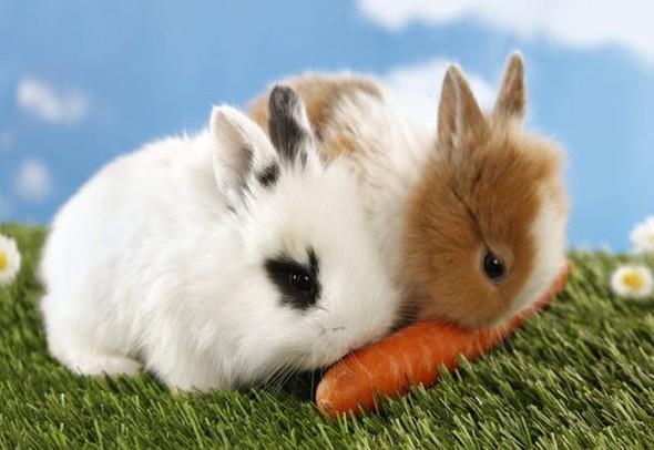 Tavanlar havuca baylr.