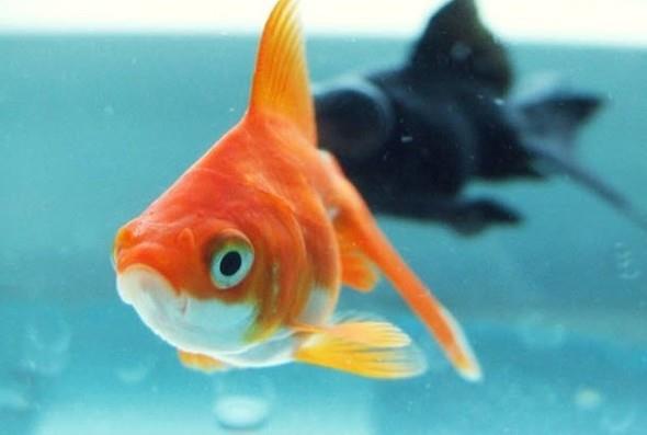 Bilim insanlar japon balklarnn hafzasnn 1 ay olduunu tahmin ediyor.