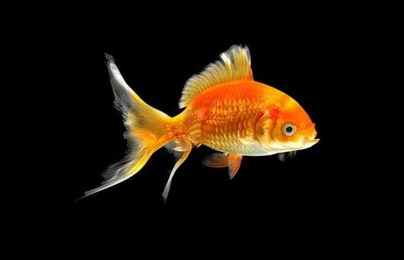 Japon balklarnn hafzas 3 saniyedir.