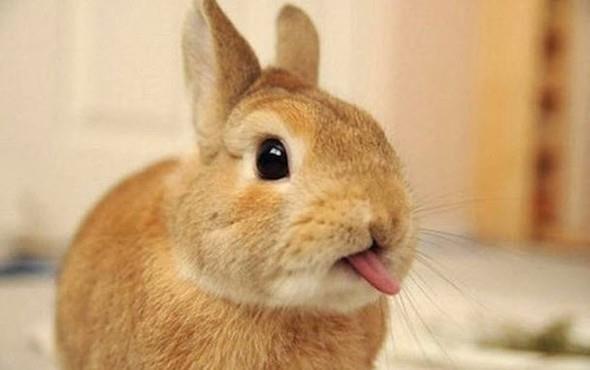 Bu sadece izgi filmlerde byledir. Tavanlar aslnda yeillik yemeyi sever.