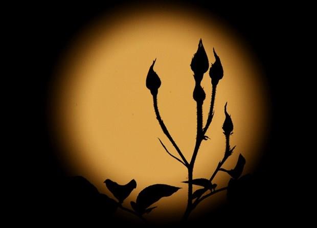 KAMERANIZI SABTLEYN  <p>Gece ekimlerinde iyi sonular elde etmek iin ilk yapmanz gereken eylerden biri kameranz sabitlemek.