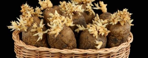 Filizlenen patateslerinizi topraa dikerseniz yeniden byrler.