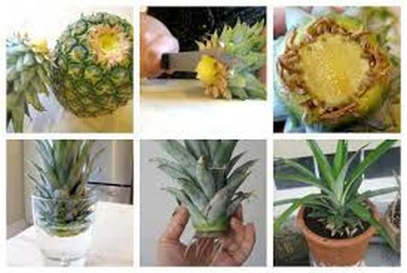 Ananas sapn saksya ektiinizde biraz sabrl olursanz bir ka yl ierisinde size yeni ananaslar verebilir.