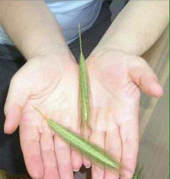 Dart gibi arkadalarn srtna atmayan var m?