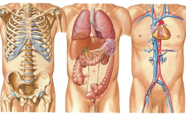 2046 Tm vcut organlar yeniden retilip oaltlabilecek. Hastalanan organn yerine yenisinin konmas en ok kullanlan ve en basit tedavi yntemi olacak.