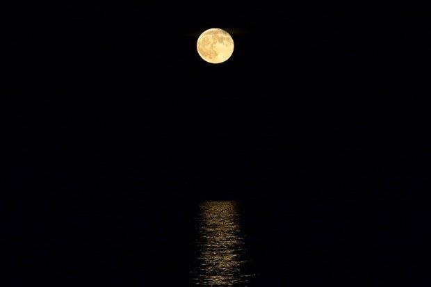 Ancak Ristau'nun iddiasnn bilimsel bir dayanann olmadn belirtmekte fayda var.