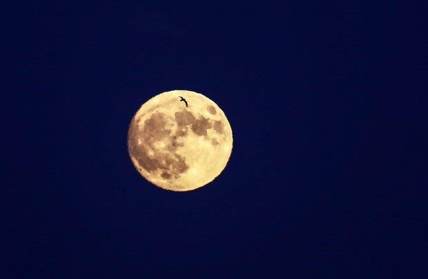 Ristau'nun iddiasna gre, Ay'n gezegenimize yaklamas yerkreye bu ynde etkilere sebep olabiliyor.