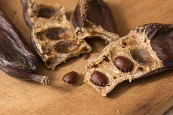 BAIRSAK RAHATSIZLIKLARINA Y GELR    Yksek ham selloz etkisi ile barsak rahatszlklarna ve gastrite etkilidir. Mide ve barsak gazlarn dar atarak mide ikinliini giderir Barsak kurdu, tenya, solucan gibi barsak parazitlerini temizler. Mideye kuvvet verir.