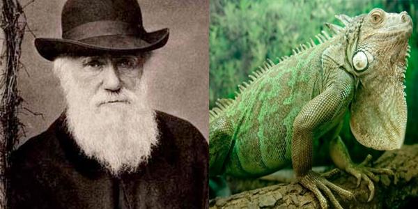 Charles Darwin  ,    Kefettii yeni hayvan trlerinin ounu yerdi. Bunlarn arasnda iguana, armadillo ve bayku da var.