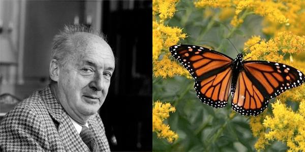 Vladimir Nabokov,      Kelebek yemeyi ok severdi, tadnn badem ile yeil peynire benzediini belirtmitir.