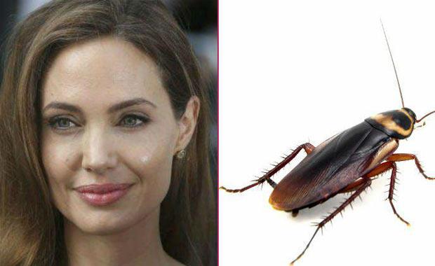 ok ok gzel bir kadnn bcek yemesini gznzn nnde canlandrnca pek ho bir grnt belirmediini tahmin edebiliyoruz. Ama Angelina Jolie bcek yemenin onun iin kltrel bir faaliyet olduunu sylyor. Zira Jolie, olu Maddox'u evlatlk edindii Kamboya'da kayalklarda oturup srekli crcr bcei yediini sylerken favori bceinin hamam bcei olduunu ve protein ihtiyacn byle karladn dile getirmi ve gzlerimizi bylelikle prtletmiti.