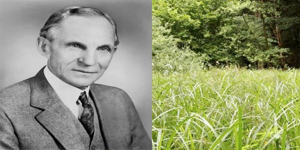 Henry Ford,      Bahesindeki yabani otlar ekmek aras yapp yerdi.