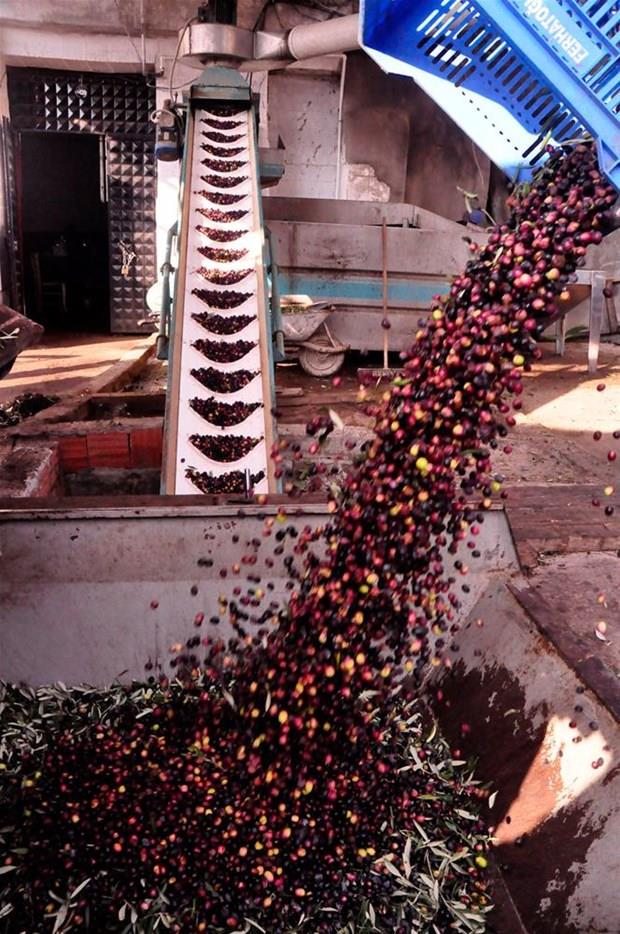 Ta deirmende hamur haline getirilen zeytinler, liften yaplm torbalara dolduruluyor ve ardndan bask tepsisinde st ste dizilerek kendi kendilerine szmaya braklyor.