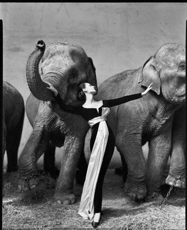 Fillerle Dovima - Paris (1955)