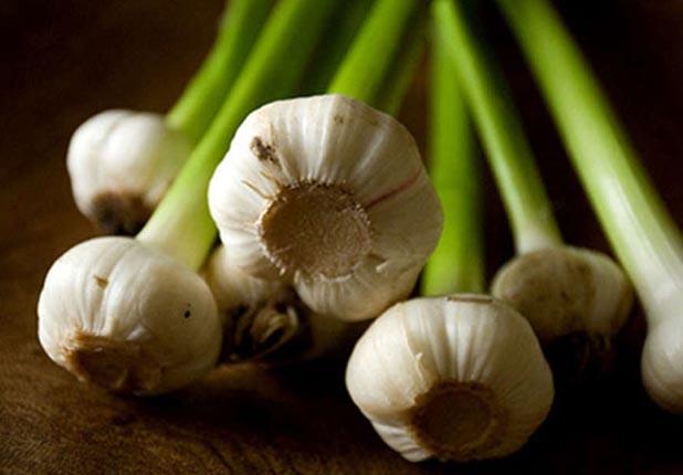 Sarmsak<br>    Antiviral ve antibakteriyel zellii vardr. Solunum yollar iin mucize sebzedir. Yaralarn dezenfektesini salar. Barsak enfeksiyonlarna kar kullanlan antibiyotiklerden 100 kat daha etkili olduu yaplan bir aratrmayla ortaya karlmtr.