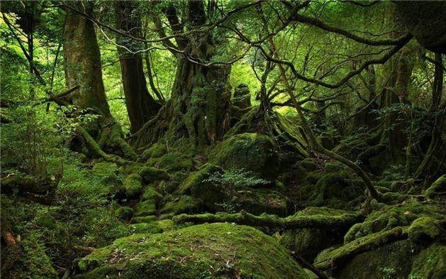 2) Aokigahara Orman &#8211; Japonya: Fuji da eteklerindeki bu orman gzellii ile grenleri adeta bylyor. Fakat bu ormann esrarengiz bir ismi bulunuyor. ntihar Orman ismine sahip bu blge, 60 ylda 100 kiinin intiharna tanklk etmesinden dolay bu isim layk grlm. Ayrca bu intihar olaylarn Japon yetkililer ne yazk ki engeleyemiyor.