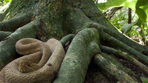 16) Ilha da Queimada Grande, Brezilya: Yerleimleri korkutucu olan bir kk ada daha... Brezilya'daki bu adada dnyann en zehirli ylan kabul edilen mzrakbal engerekten 4 bin civarnda bulunuyor. Yerleim bulunmayan aday sadece cesaret edebilen bilim insanlar ziyaret ediyor.