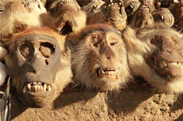 1) Akodessewa Pazar, Togo: Tago&#8217;da insanlar yerli inanlarn gnmzde dahi srdrmekte. nanlar gerei maymun kafalarn Akodessewa Pazar&#8217;ndan satn alarak ayinlerini gerekletiriyorlar.