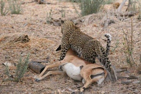 mpalann hamile olduunu grnce, bir sre banda bekledikten sonra oradan hzlca uzaklat.