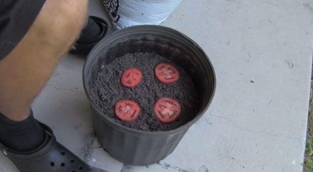 lk olarak domatesleri dilimleyin. Dilimleri, saksnn ierisine yzeysel ekilde koyun.