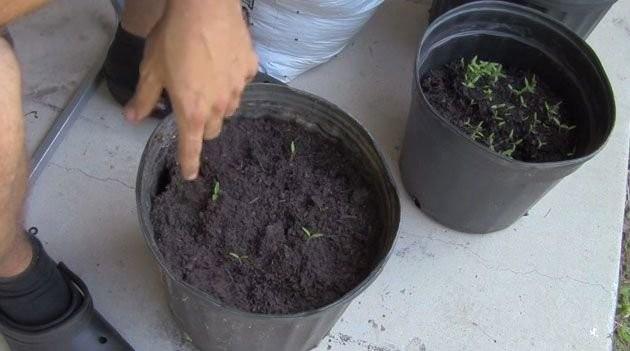 artc ekilde yeni domateslerin filizlendiini greceksiniz.