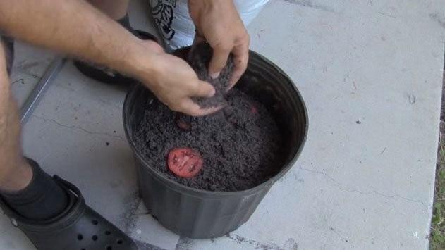 Her gn sulayn ve 1-2 hafta bekleyin.