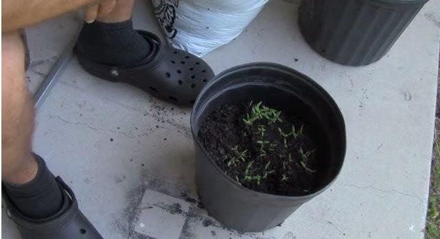 En byklerini skp baka bir saksya tayabilirsiniz.