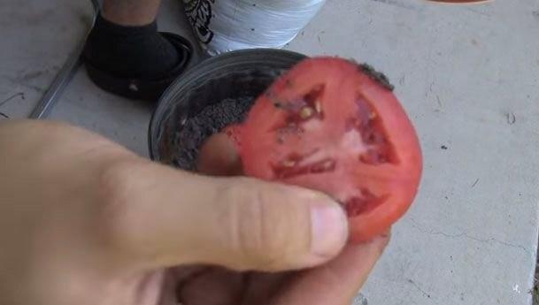 Amerika'da videoyu eken kii, sadece bir saks, biraz toprak ve bozulmak zere olan bir domatesle nasl yeni domatesler elde edebileceimizi gsteriyor. Tabii ki doann yardm da yadsnamaz.